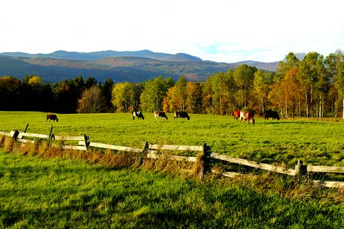 Cows in Vermont field