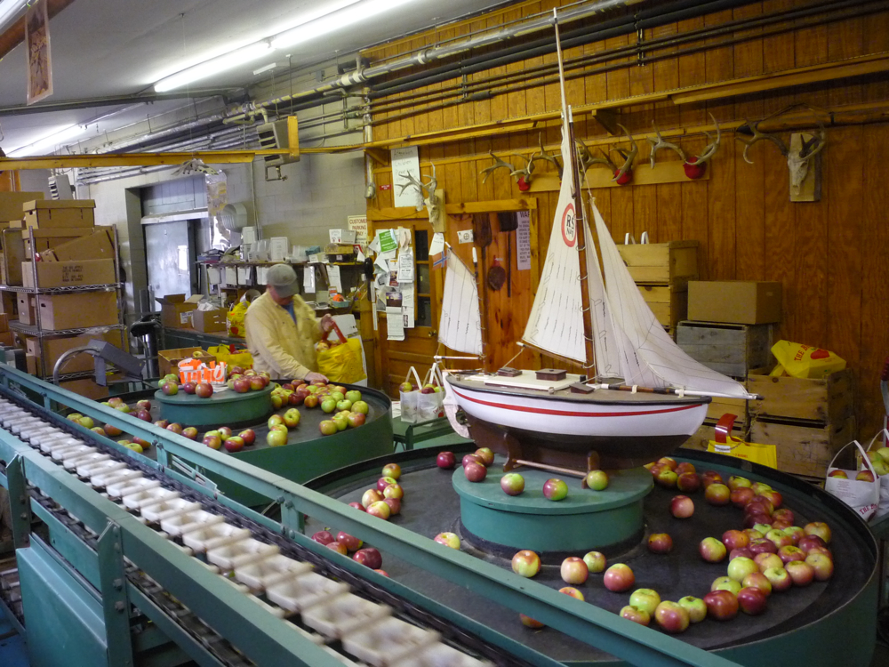 Big Apple Farm apple sorting area in Wrentham, Mass.