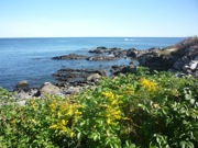 Marginal Way photo, Ogunquit, Maine