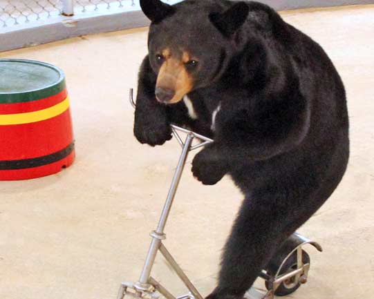 Taking a road trip to the best family attractions in New Hampshire.