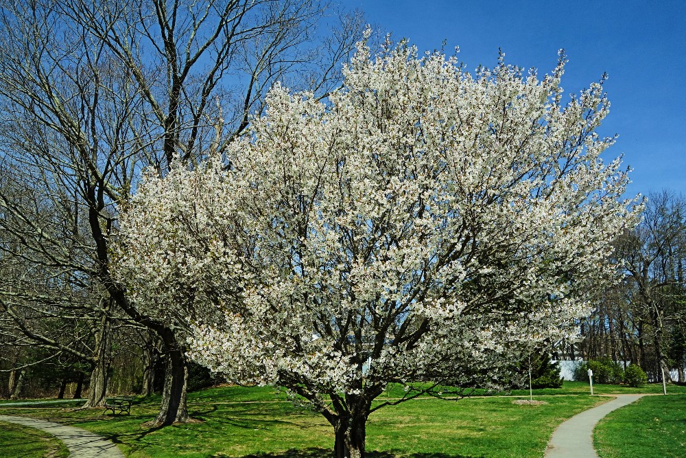 Blossoming tree during spring at Bird Park in Walpole, Mass.
