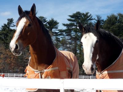Clydesdale Horses photo, Barry Farm, Lakeville, Mass.