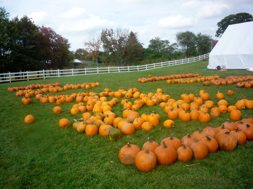 Photos of pumpkins at Adams Farm, Cumberland RI