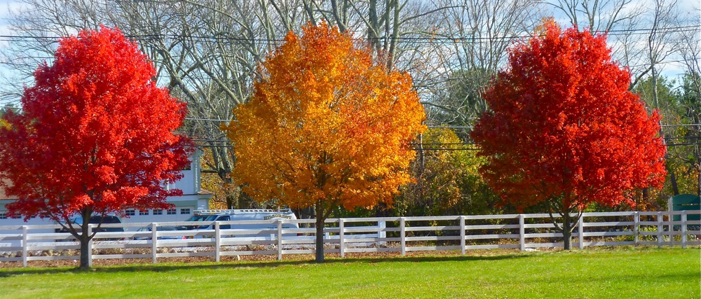 Fall Foliage in New England