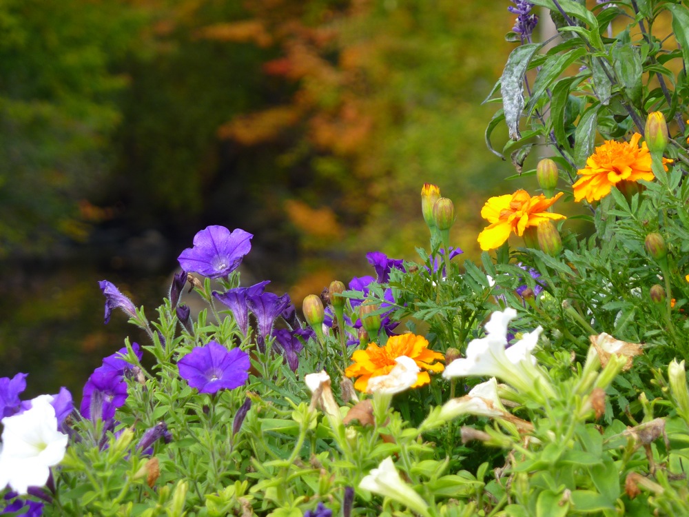 Colorful flower scene in downtown Peterborugh, New Hampshire