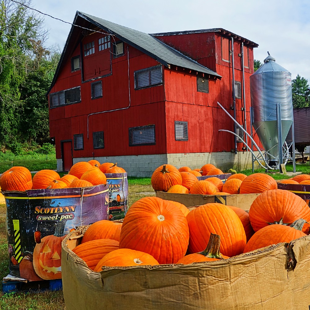 Pumpkins, farm at Out Post Farm in Holliston, Mass.