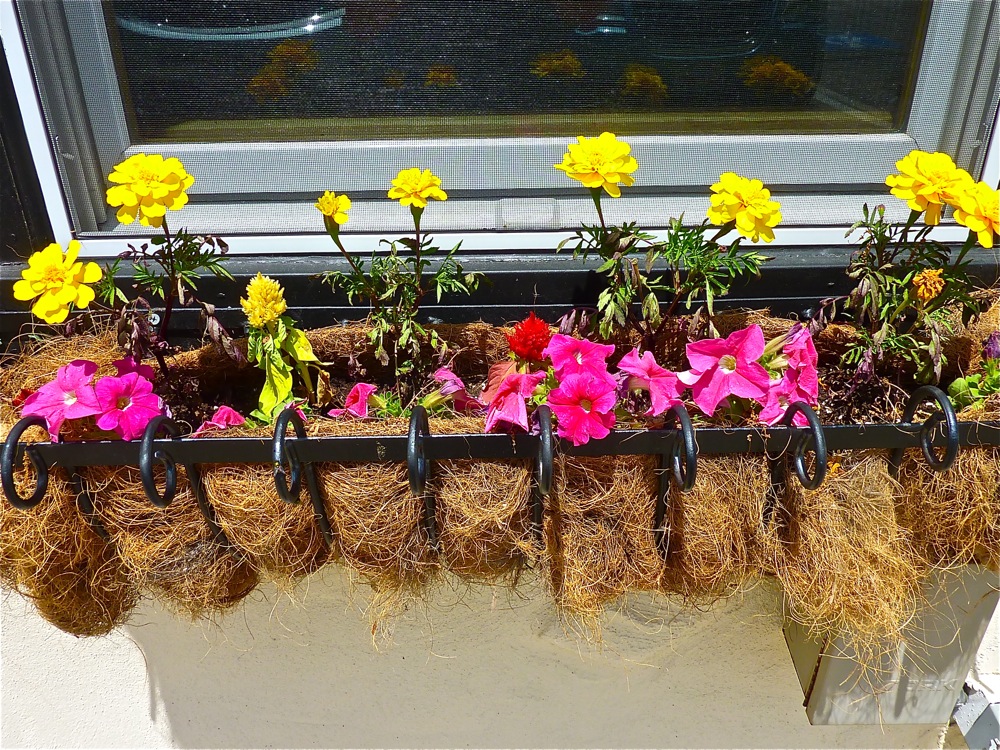 Windowbox with flowers outside Parker's Pub in Wrentham, Mass.