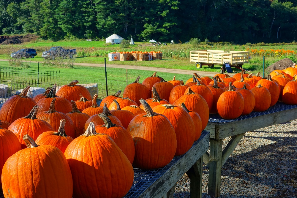 Pumpkins leading to farm field at Tangerini's Farm in Millis, Massachusetts.