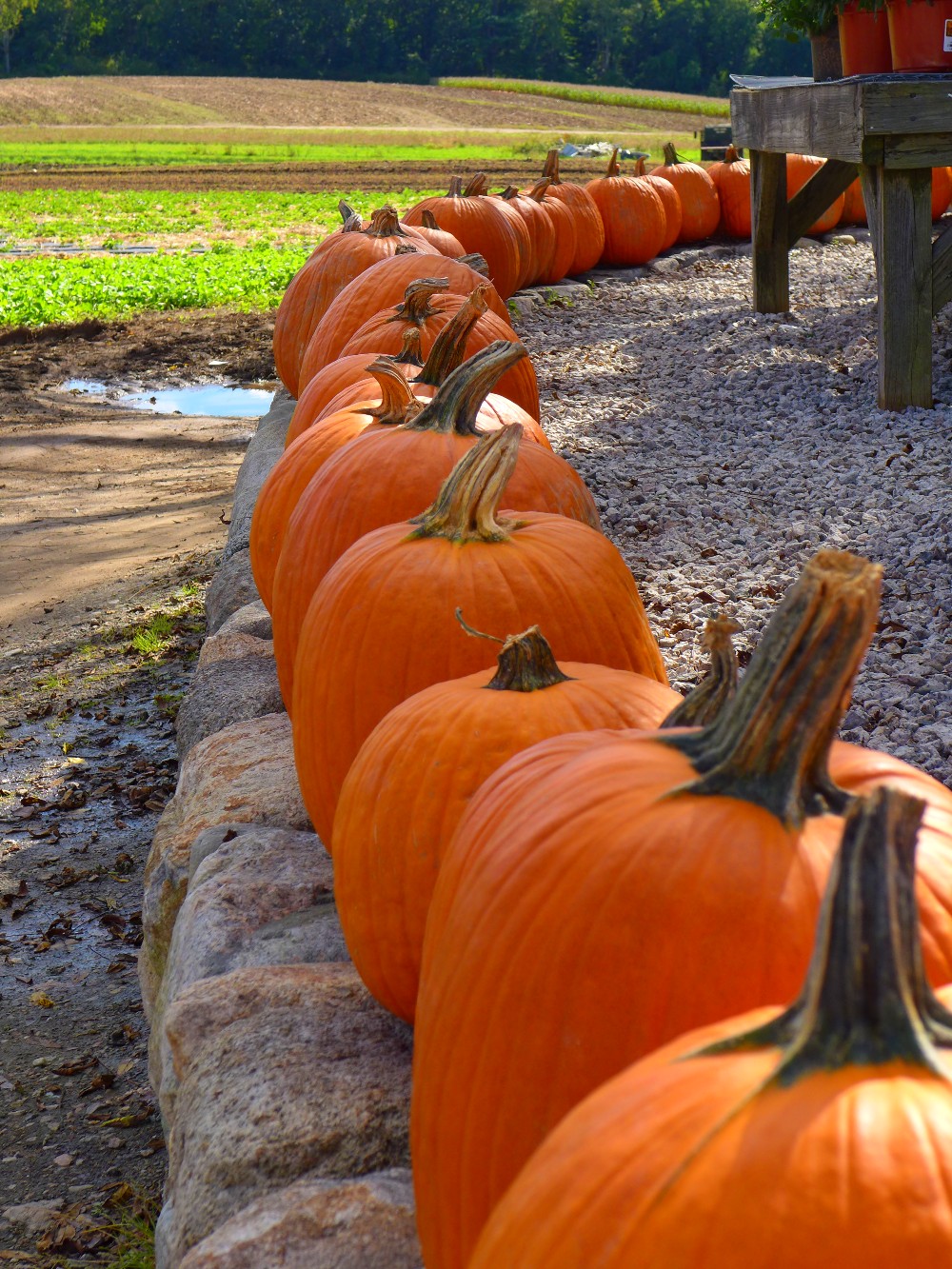 Pumpkins at Tangerini's Spring Street Farm in Millis, Mass.