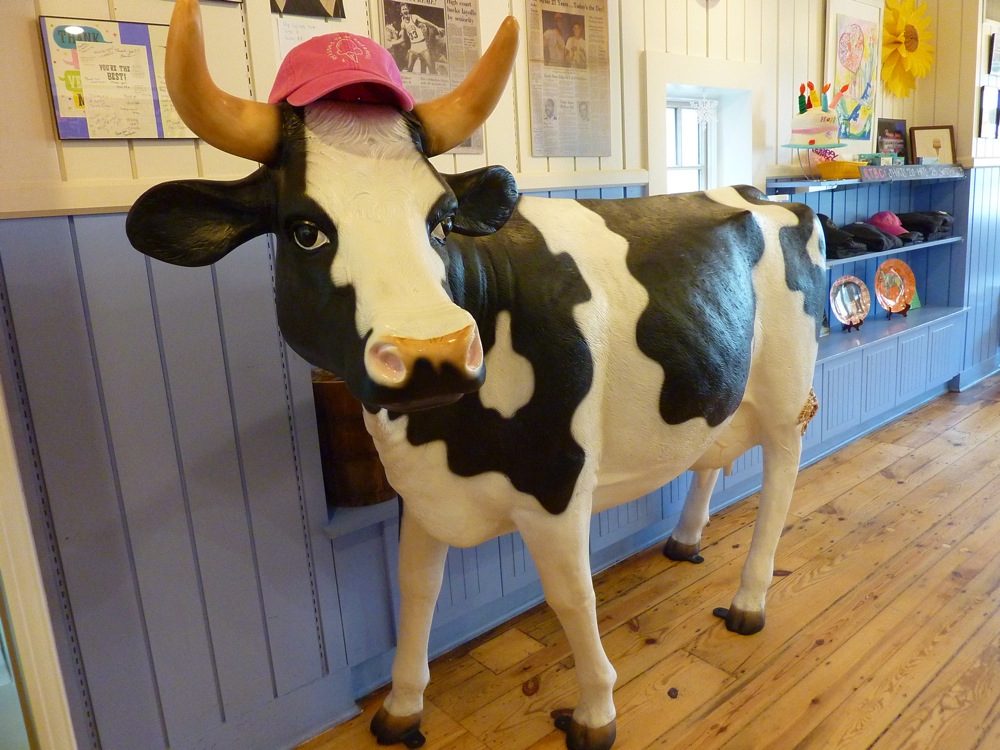 Plastic cow at Reasons To Be Cheerful ice cream shop in West Concord MA.