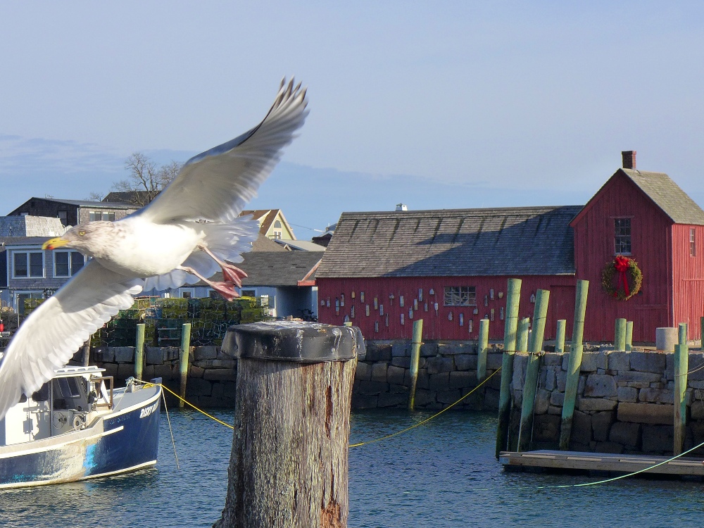 Seagull at the Red Fish Shack in Rockport, Mass.