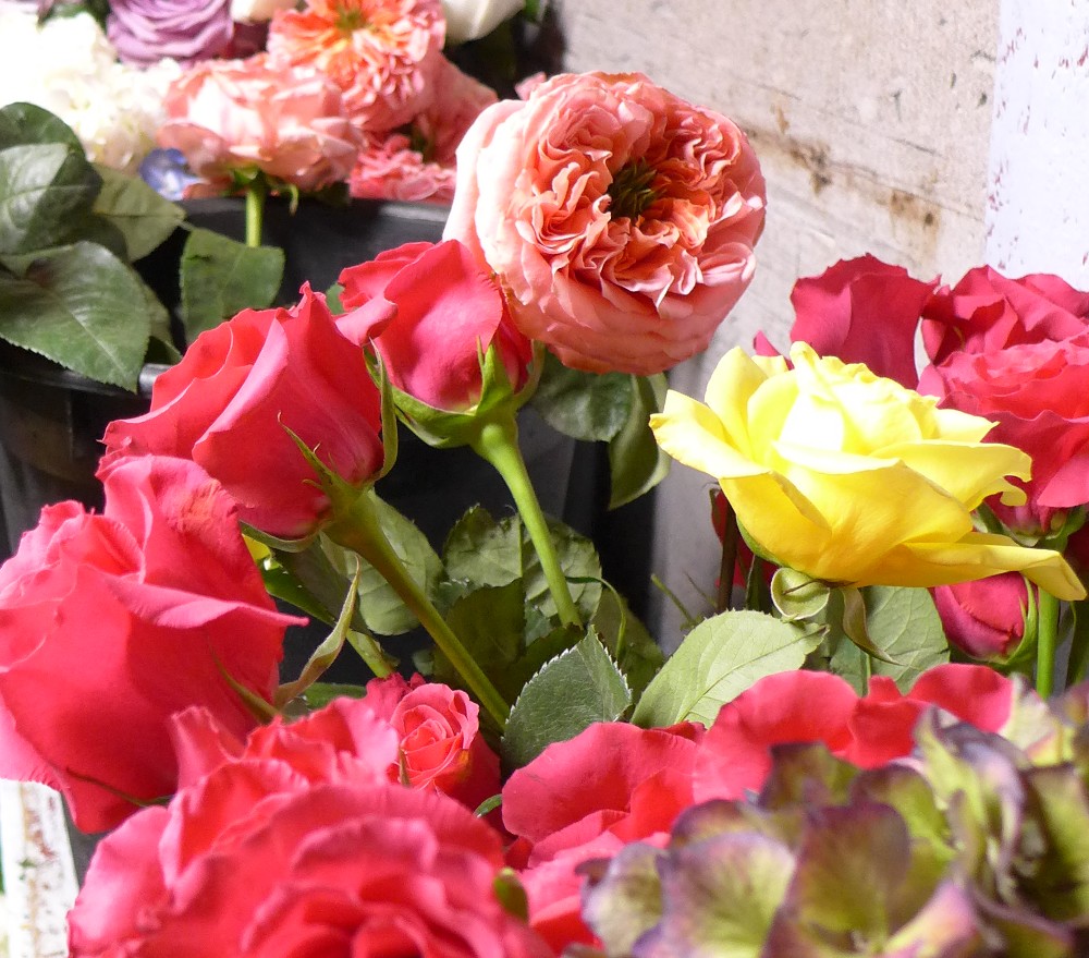 Roses at Sunnyside Gardens in Hopkinton, Mass.