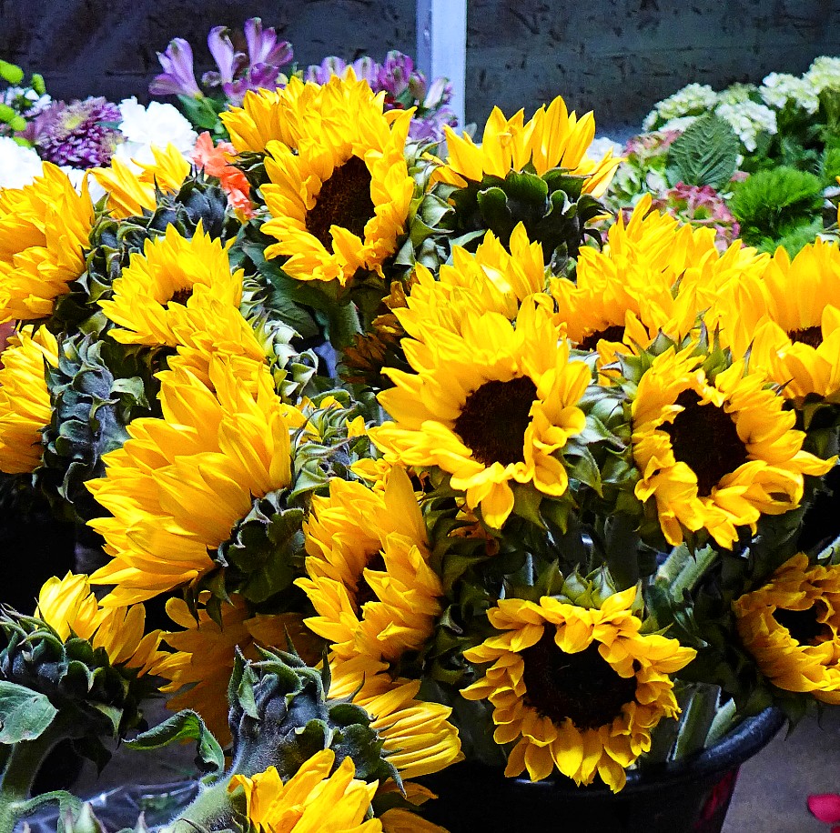 Sunflowers from Sunnyside Gardens floral shop in Hopkinton, Mass.