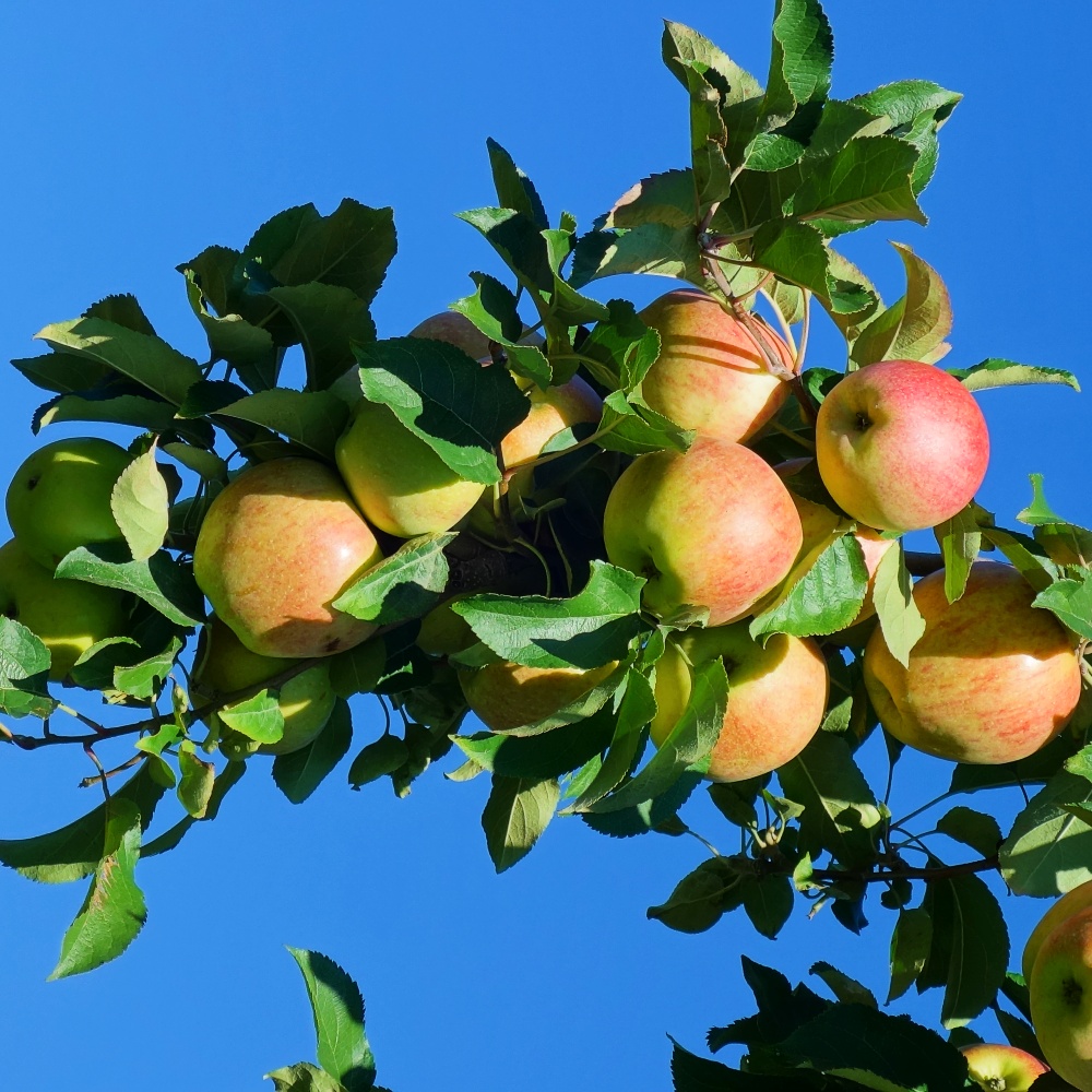 Apple picking at Tangerini Farm in Millis, Mass.