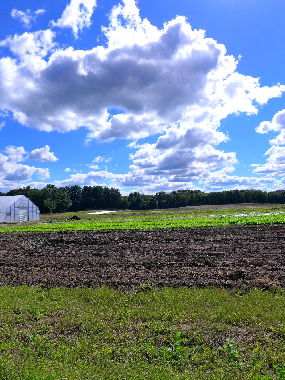 Rural field at Tangerini's Spring Street Farm in Millis, Mass.