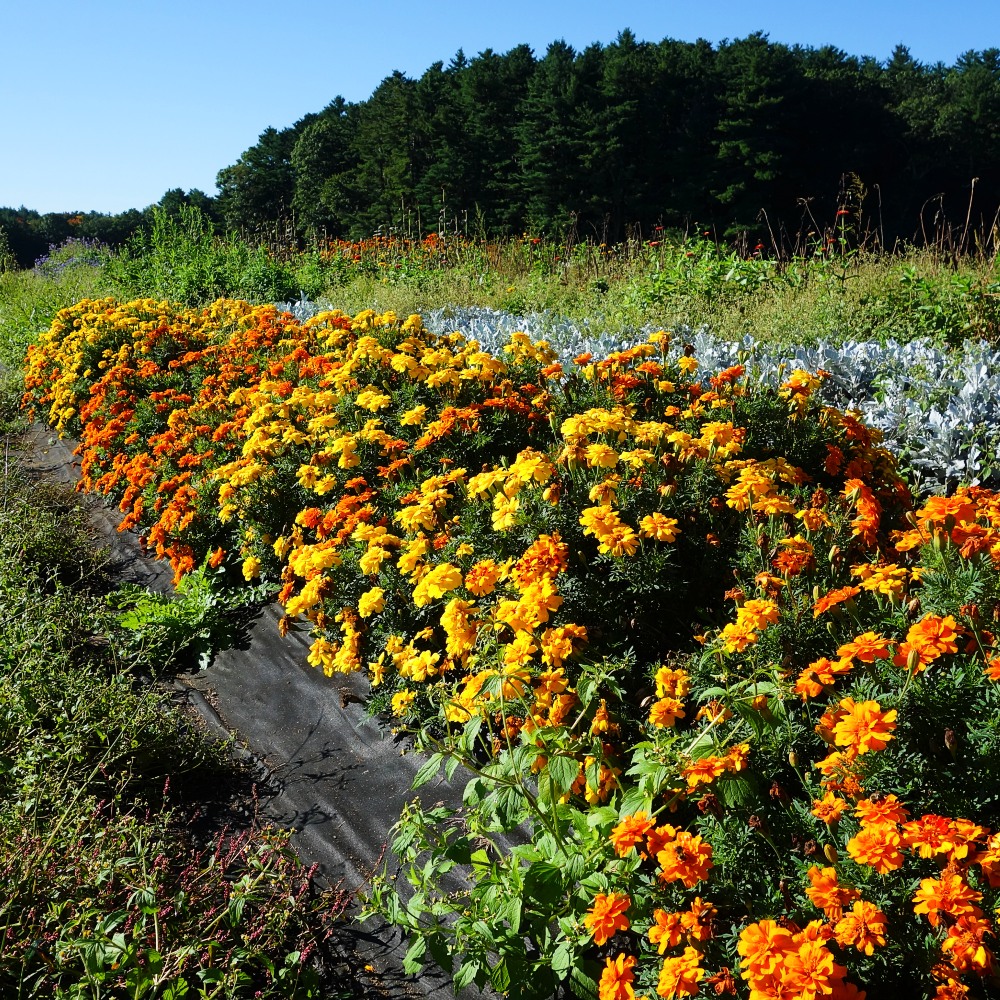 Flowers in the field at Tangerini's Farm in Millis, Mass.