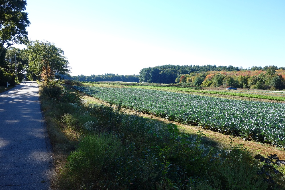 Tangerini's Farm on Spring Street in Millis, MA.