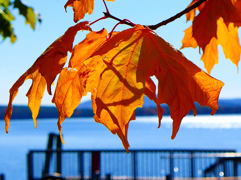 Fall foliage in Wolfeboro, N.H.